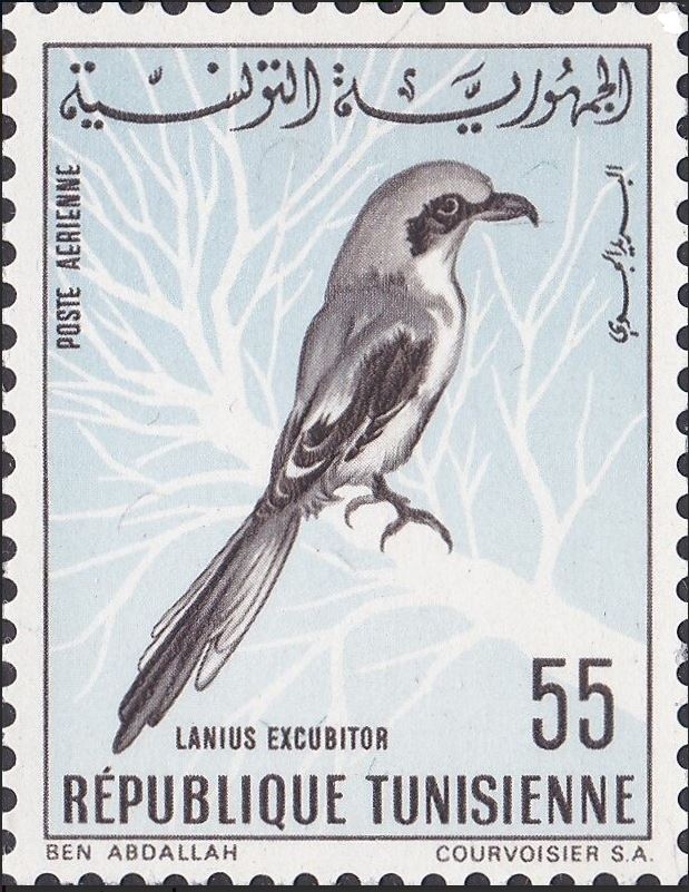 Oiseaux de Tunisie - Pie-grièche grise