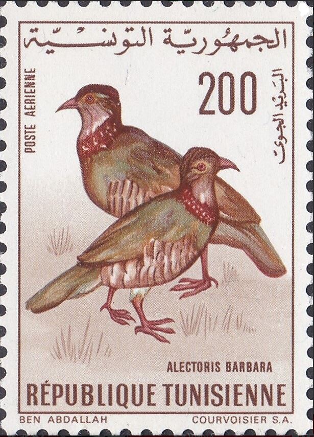 Oiseaux de Tunisie - perdrix gambra