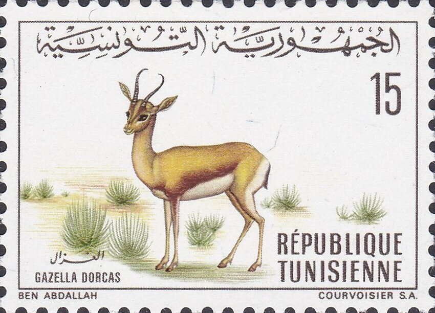 Gazelle Dorcas (Gazella dorcas)
