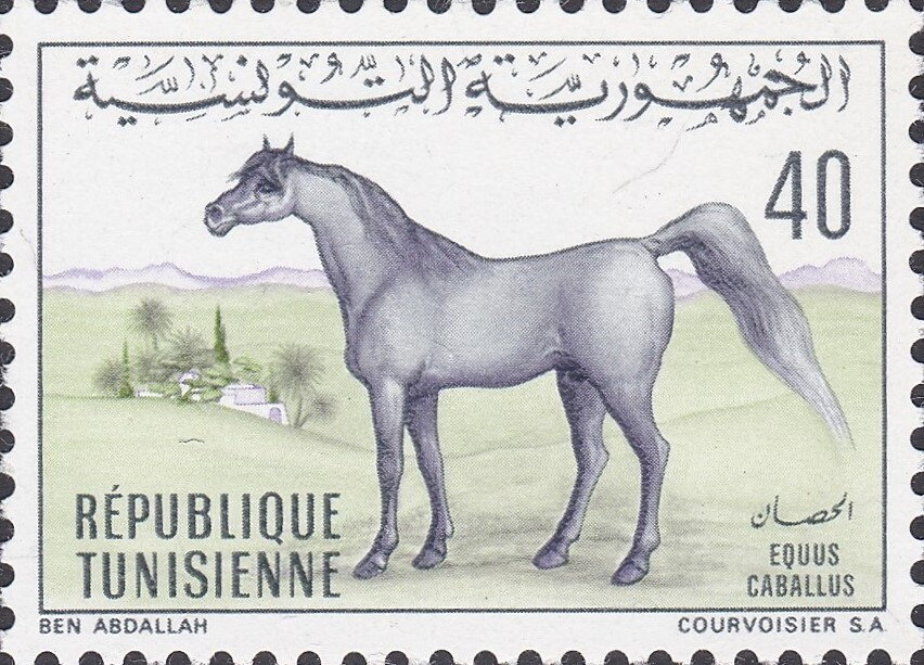 Cheval (Equus caballus)