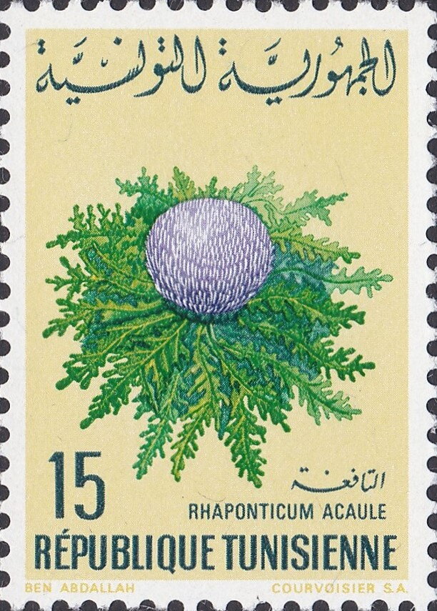 Rhaponticum acaule