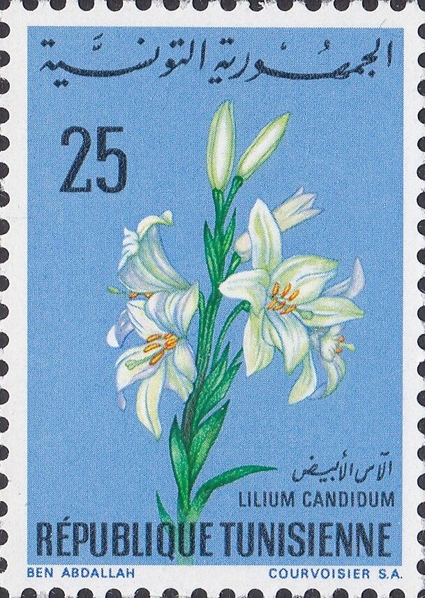 Lis blanc (Lilium candidum)