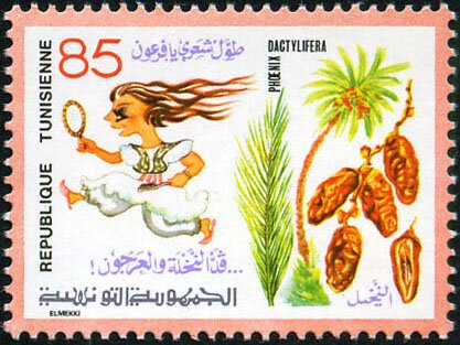 Flore et Faune. Phoenix dactylifera le palmier-dattier