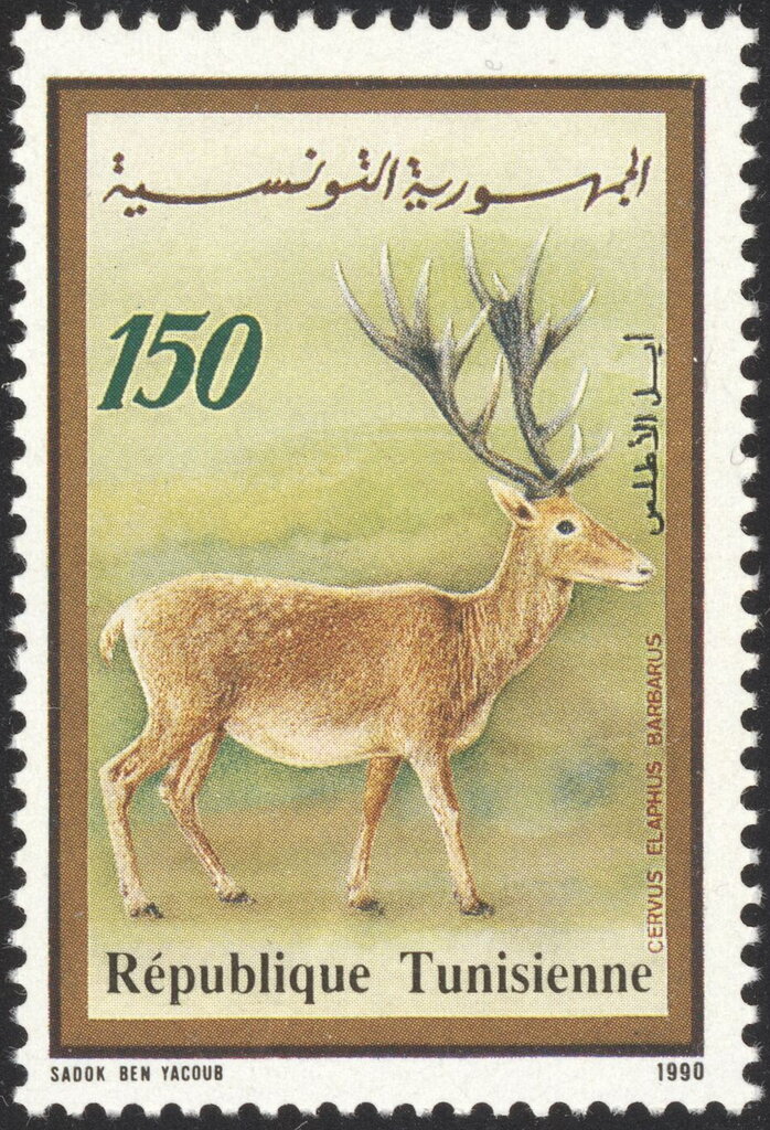 Faune et Flore : Cerf de Barbarie -Cervus elaphus barbarus