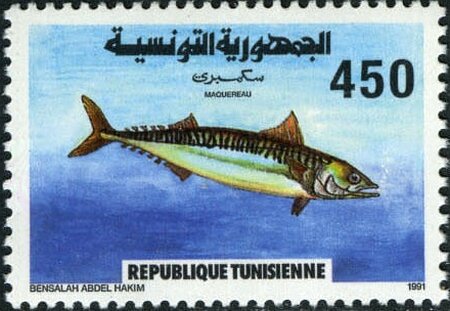 Faune marine  Maquereau - Scomber scombrus