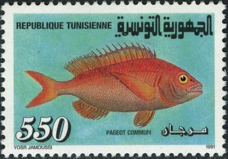 Faune marine Pageot commun - Pagellus erythrinus