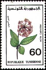 Faune et flore : Hoya carnosa