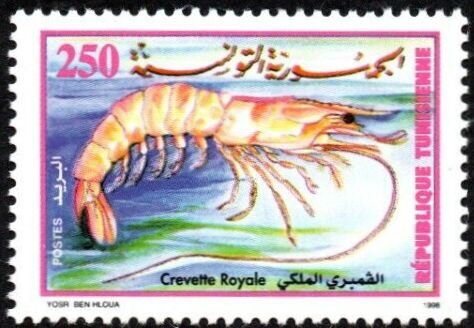 Crevette Royale - Penaeus kerathurus