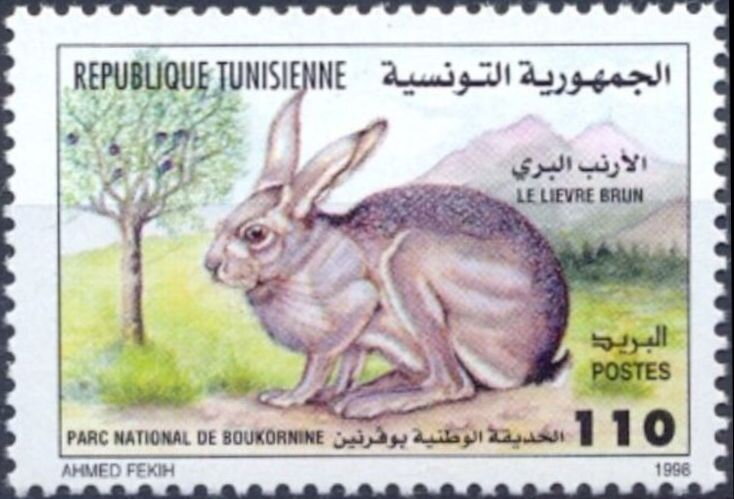 Journée mondiale de la diversité biologique: Le Lièvre brun   Lepus capensis