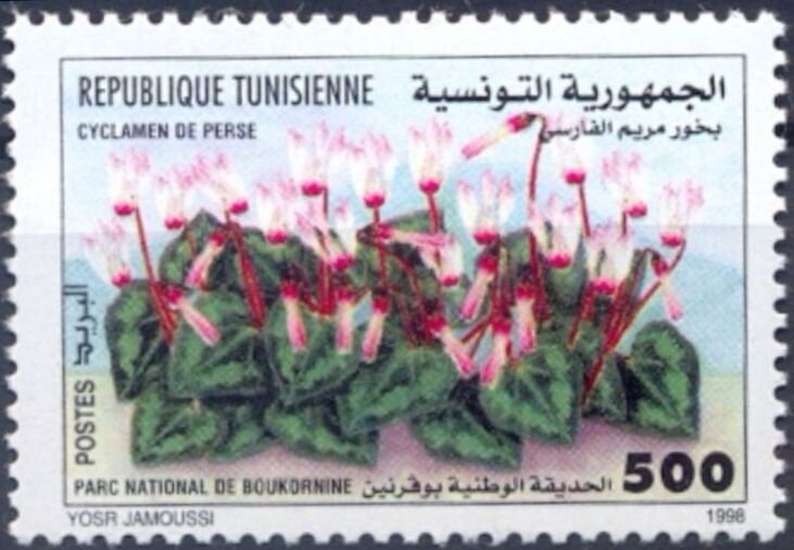 Journée mondiale de la diversité biologique: Cyclamen de Perse — Cyclamen persicum