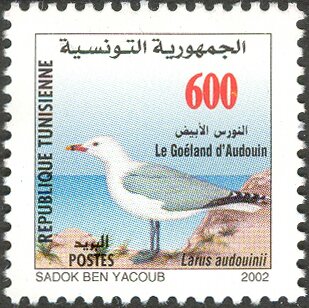 Goéland d'Audouin (Larus audouinii)