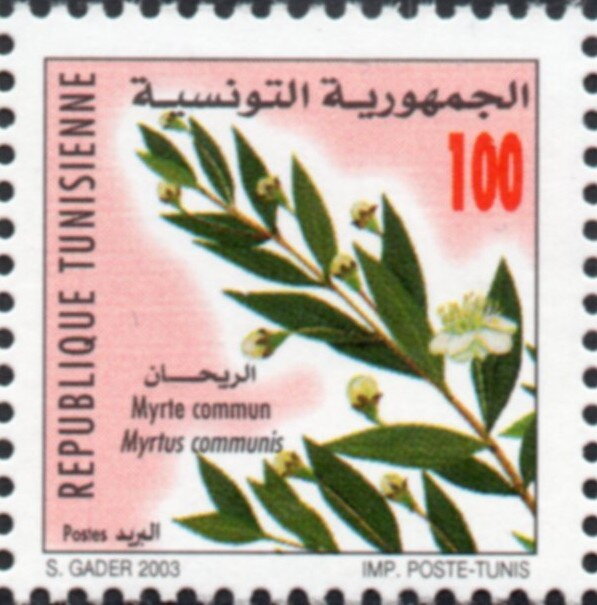 Myrte commun (Myrtus communis),  Rihan