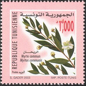 Myrte commun (Myrtus communis),  Rihan