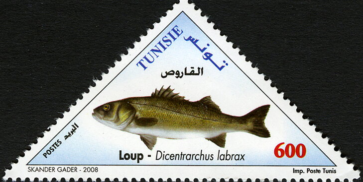 Poissons de Tunisie : Loup