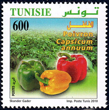 L'Agriculture Biologique en Tunisie : poivron (Capsicum annuum)