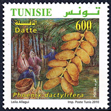 L'Agriculture Biologique en Tunisie : datte (Phoenix dactylifera)
