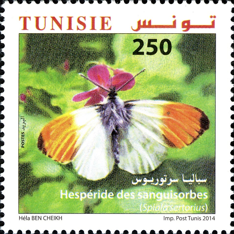 Papillons de Tunisie : Spalia Sertorius