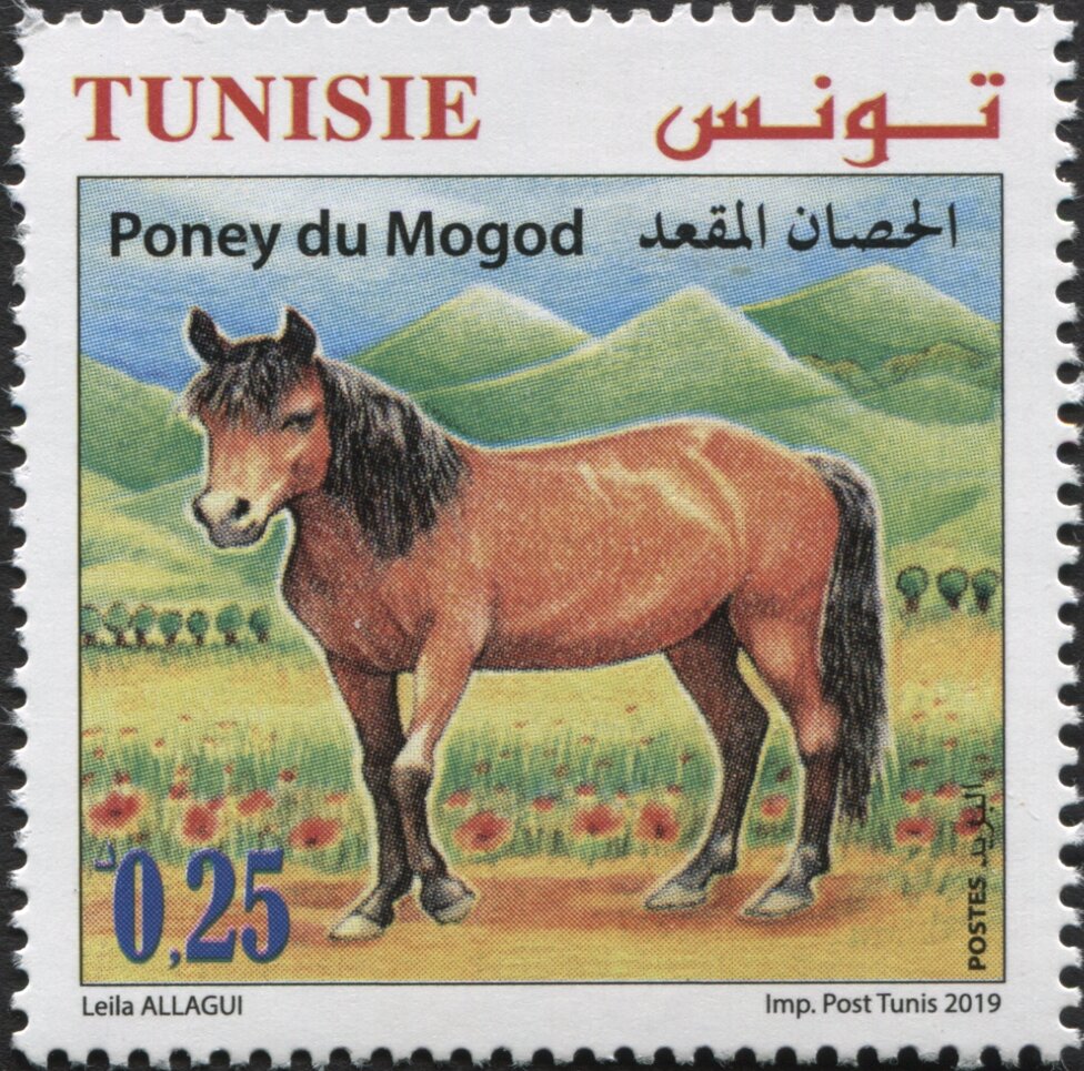 Le Poney du Mogod